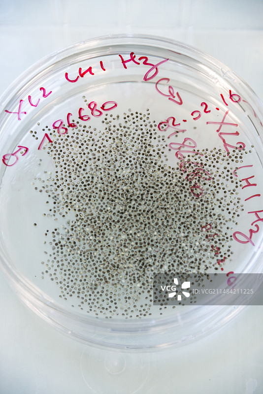 用于污染检测的转基因蛙卵图片素材