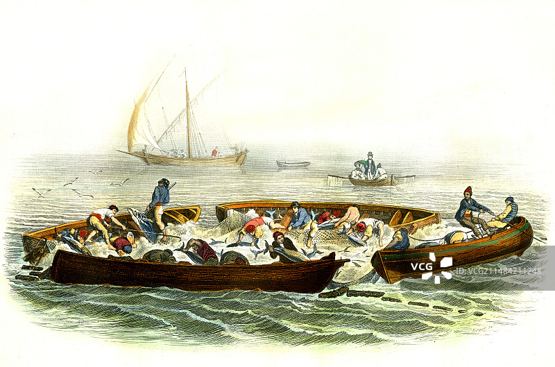 19世纪的金枪鱼捕捞图片素材