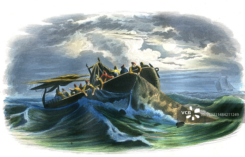 19世纪的鲱鱼捕捞图片素材