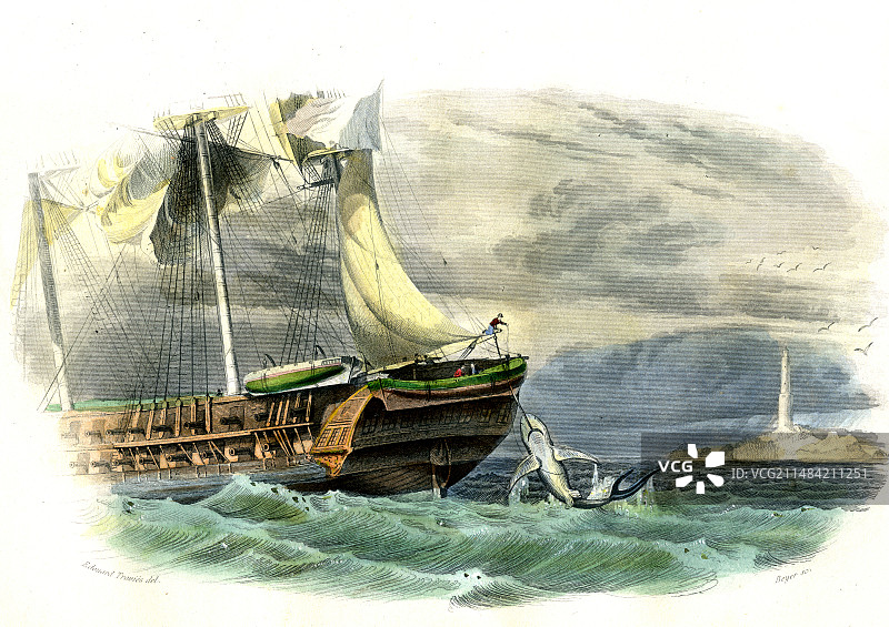 19世纪的鲨鱼捕捞图片素材