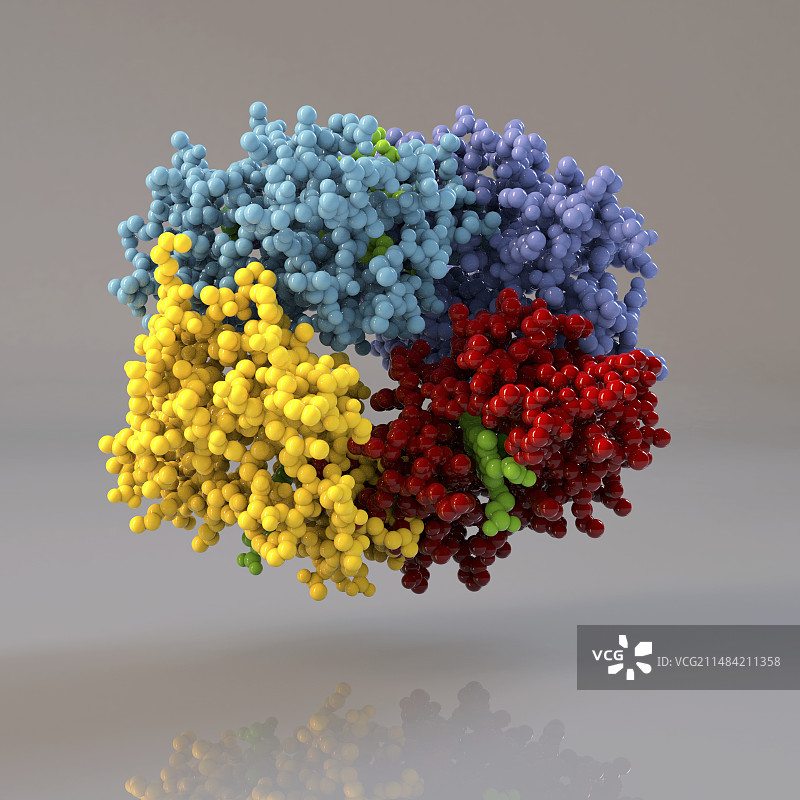 血红蛋白分子模型图片素材