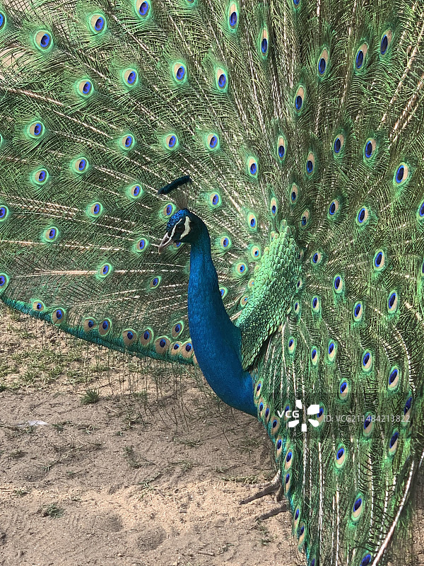 绿孔雀开屏图片素材