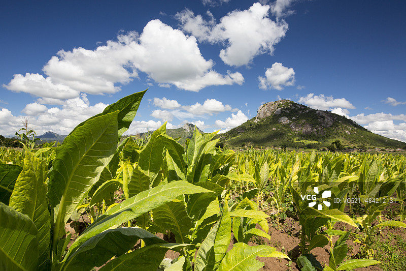 烟草作物图片素材