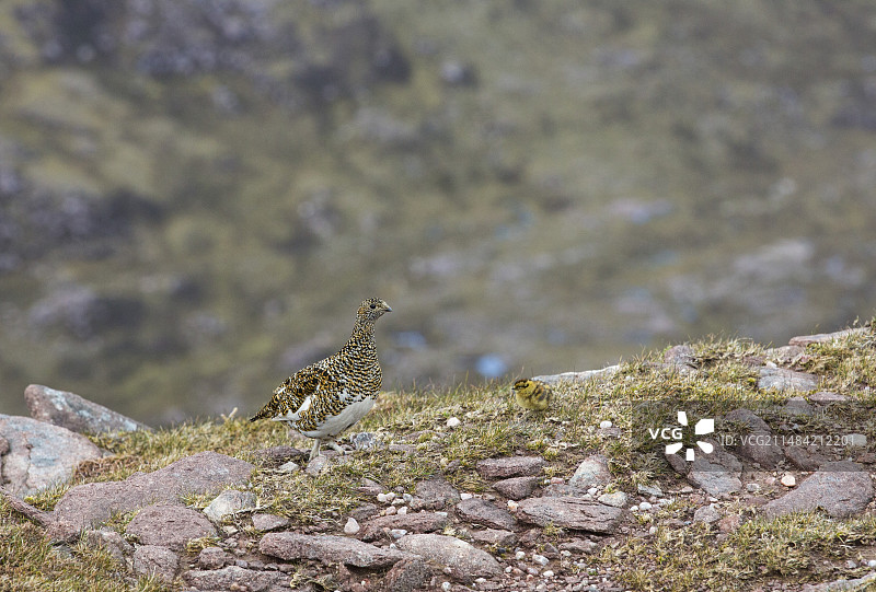 雌性雷鸟与幼鸟图片素材