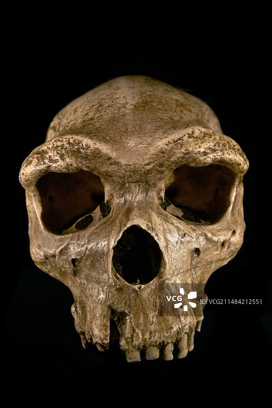 欧洲海德堡人头骨图片素材