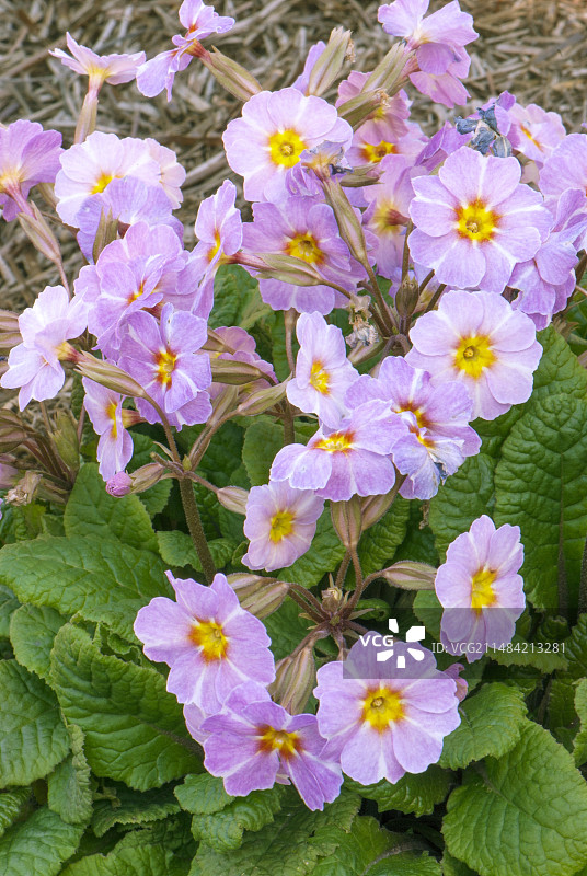 报春花 Avondale图片素材