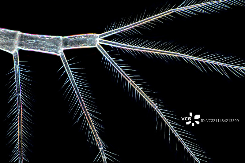 水蚤触角显微照片图片素材