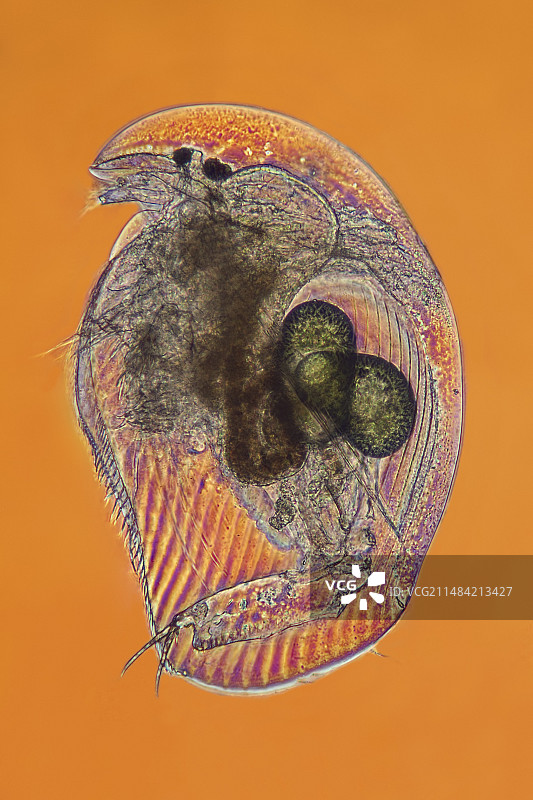 水蚤显微照片图片素材