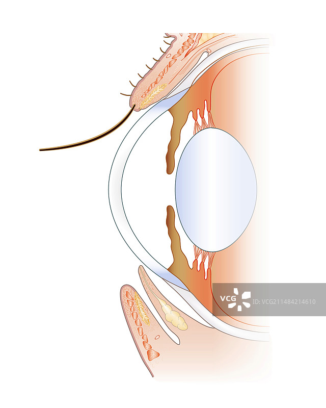 眼睛的正面解剖结构图图片素材