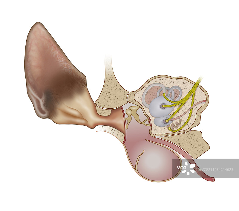 猫耳解剖结构插图图片素材