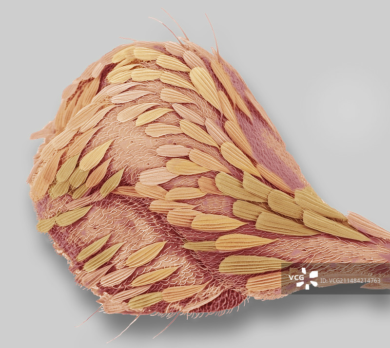 蚊子平衡棒，扫描电镜图片素材