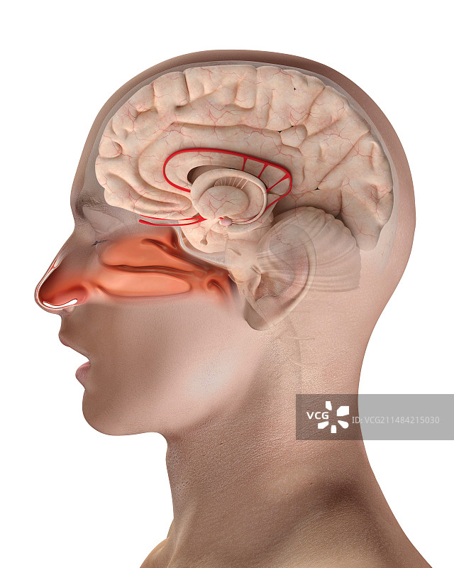 人的嗅觉系统图图片素材