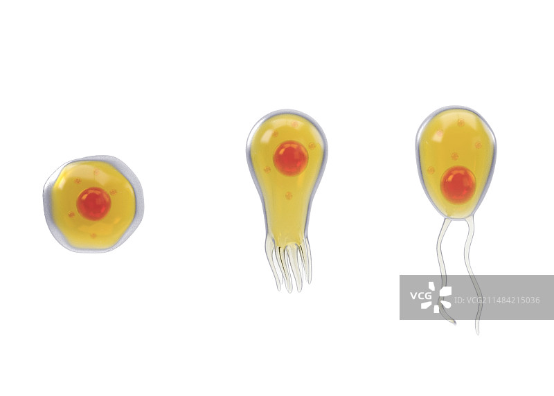 寄生滋养体发育图片素材