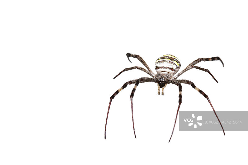 圣安德鲁斯十字蜘蛛图片素材