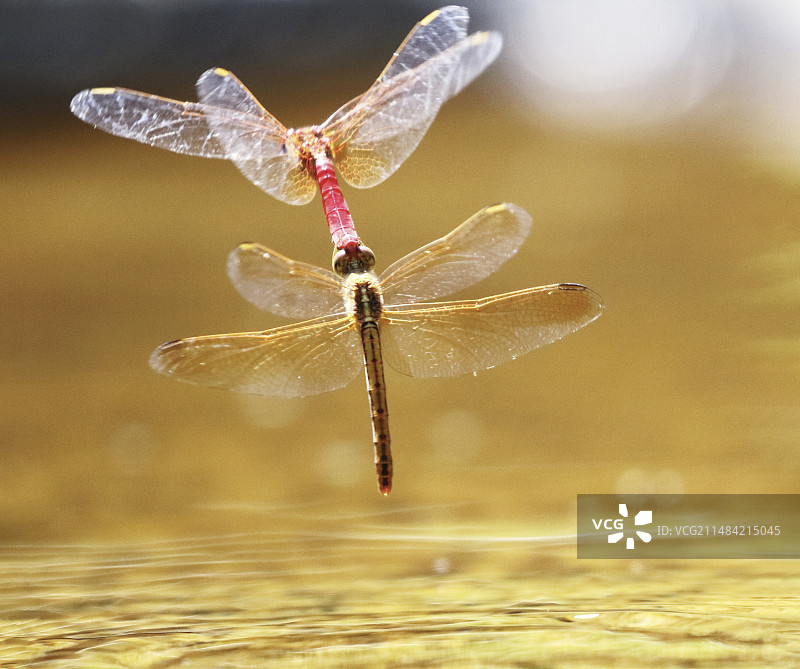 猩红蜻蜓交配图片素材