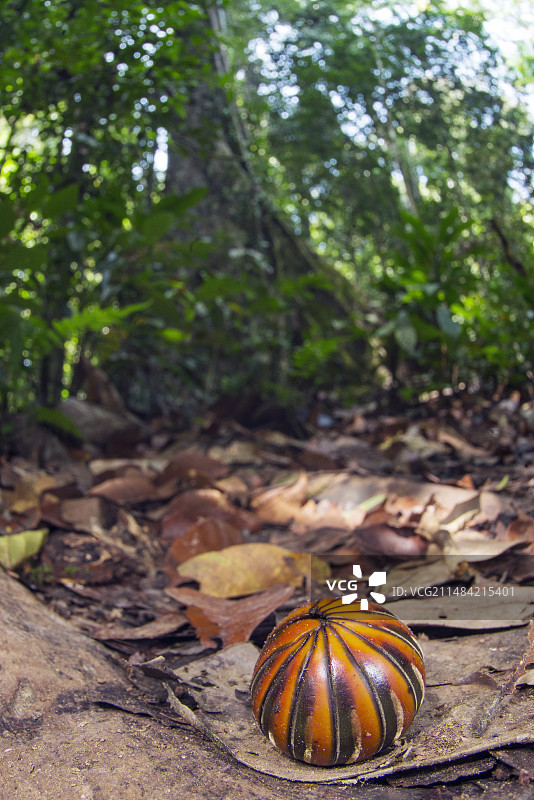 球鼠妇图片素材