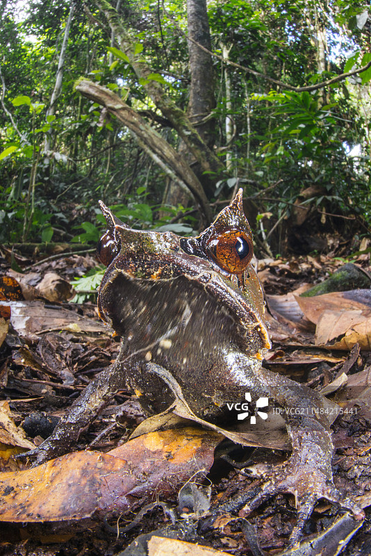 马来角蛙图片素材