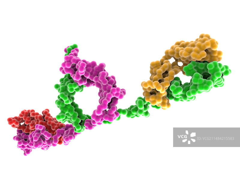 人骨髓免疫球蛋白D（IgD）图片素材