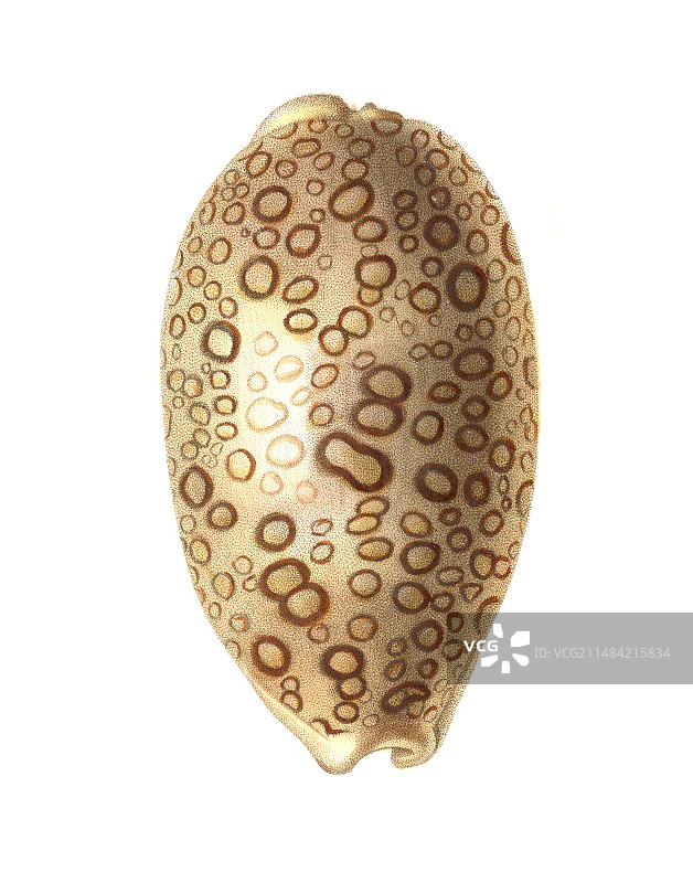 眼球宝螺贝壳插画图片素材