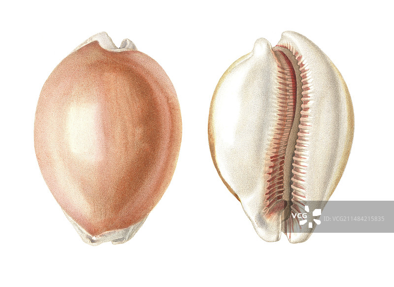 金色宝贝海螺插画图片素材