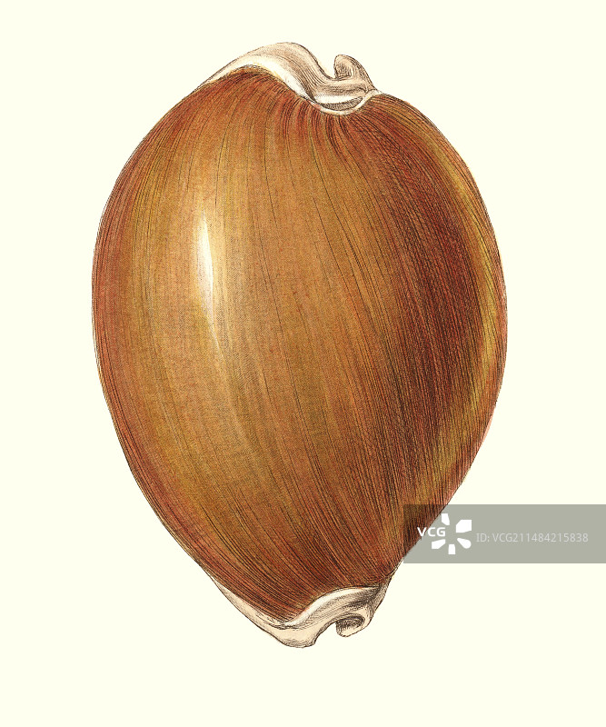 金色宝贝海螺插画图片素材