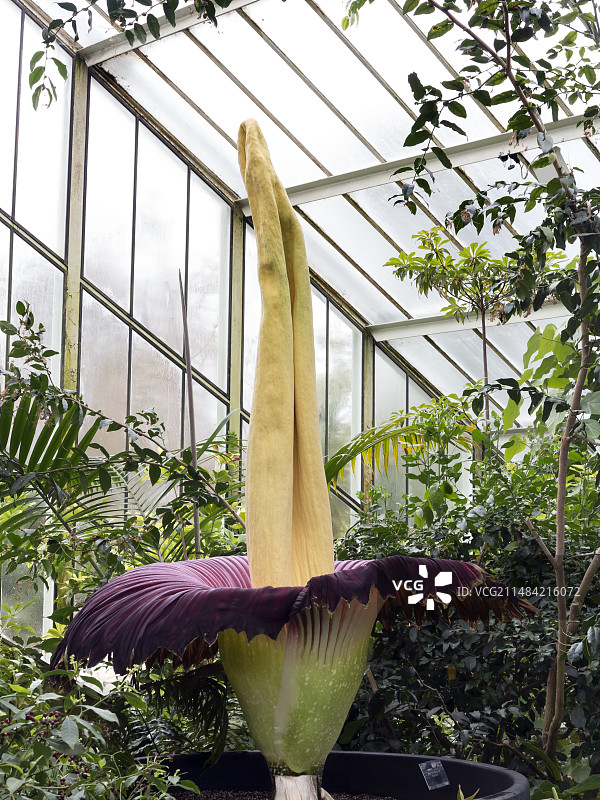 泰坦魔芋开花图片素材