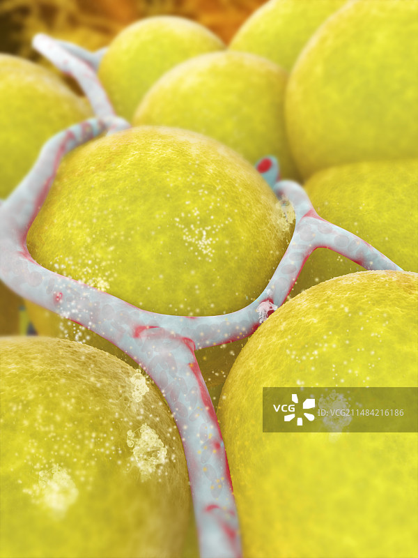 白色脂肪组织，图示图片素材