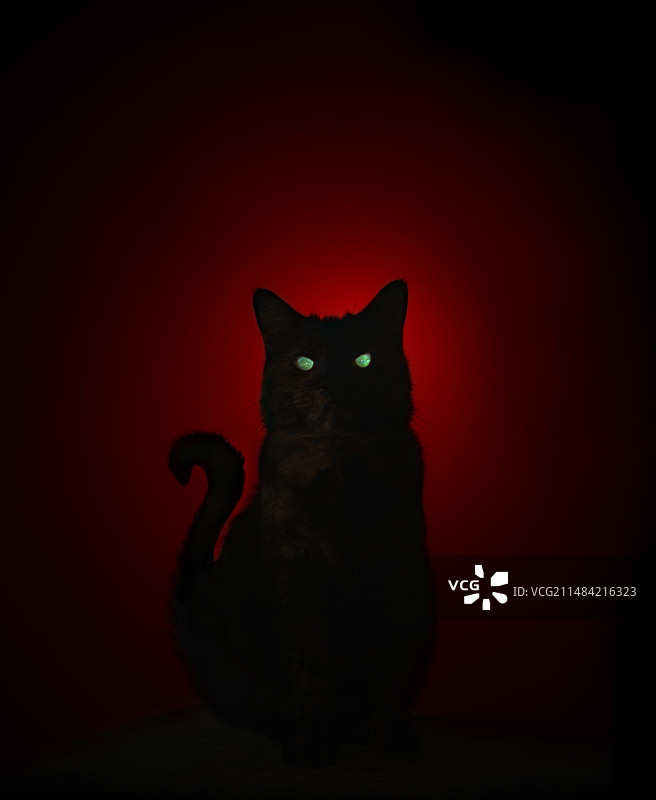 夜晚中眼睛发光的猫图片素材