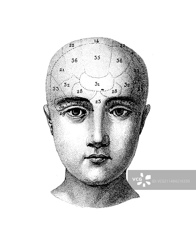 颅相学头部图示图片素材