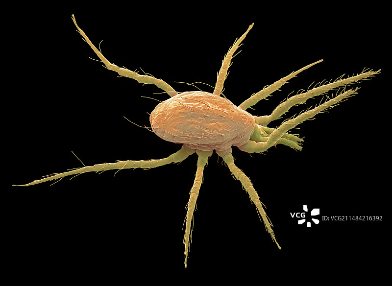 生物防治螨虫扫描电镜图图片素材