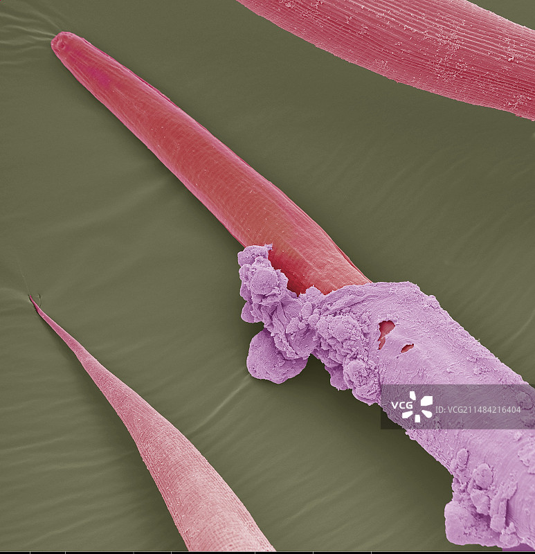 生物防治线虫，SEM图片素材