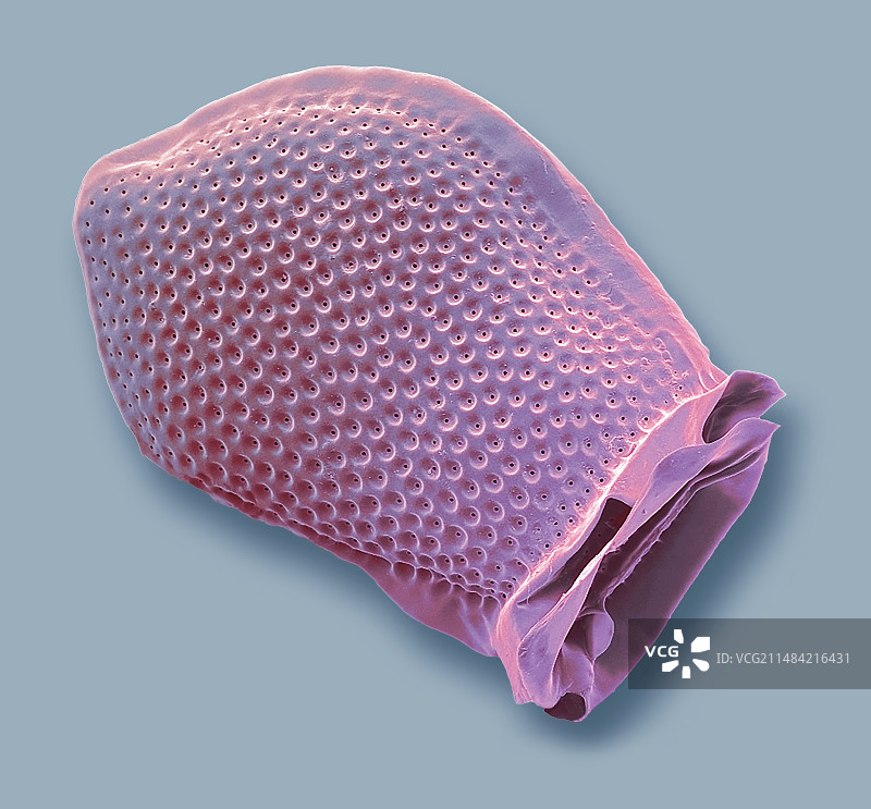 甲藻扫描电镜图图片素材