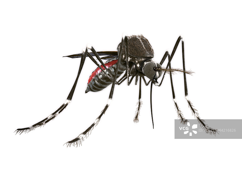 蚊子插画图片素材