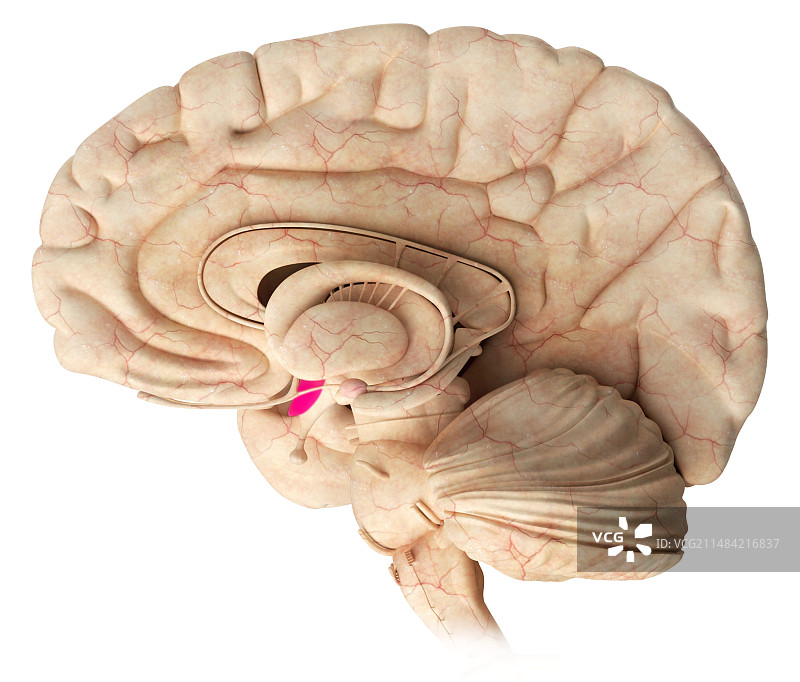 大脑中的下丘脑图示图片素材
