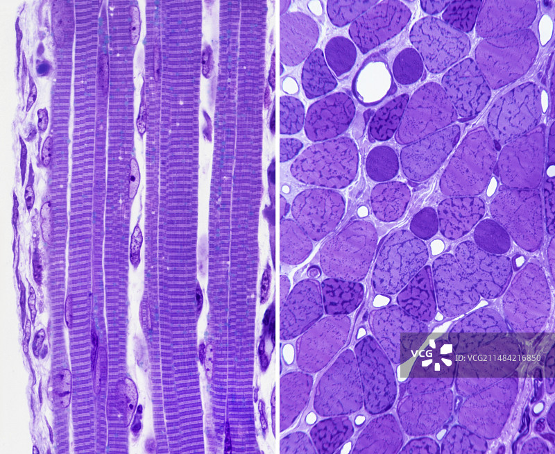 骨骼肌显微照片图片素材
