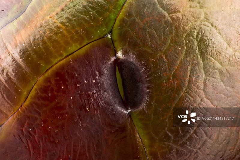 蛹的呼吸孔打开图片素材