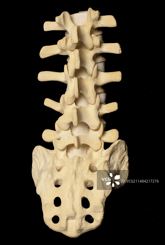 3D打印的解剖下脊柱模型图片素材