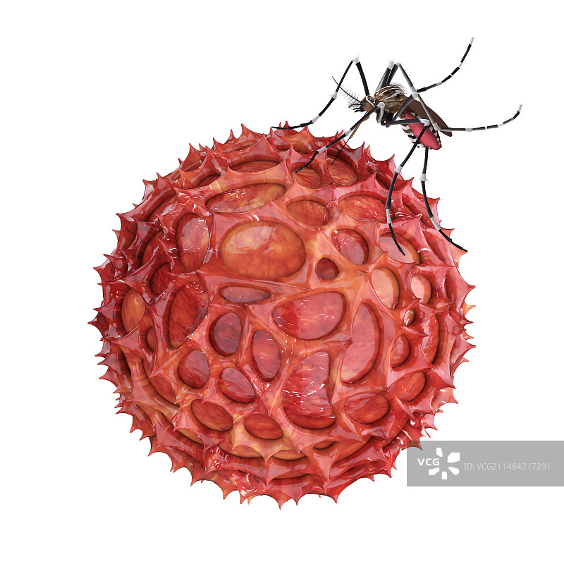 蚊子与寨卡病毒插图图片素材