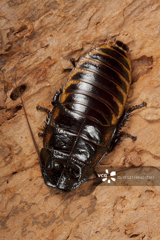马达加斯加嘶嘶蟑螂图片素材