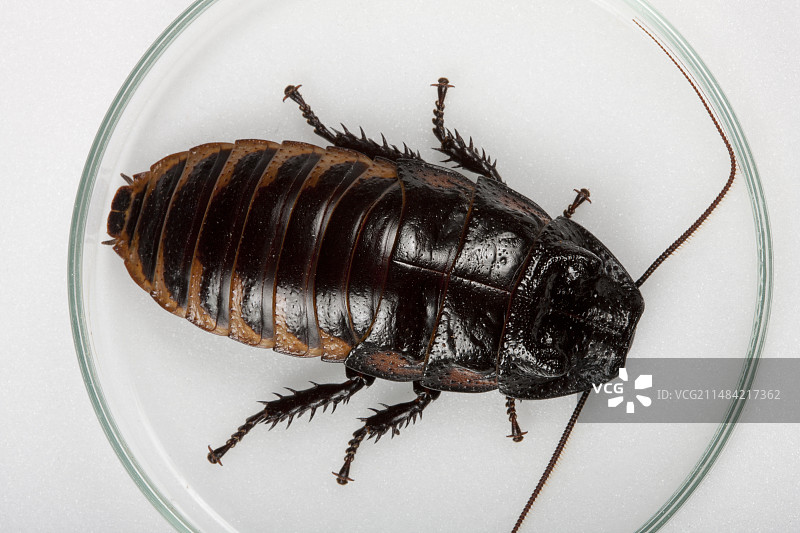 马达加斯加嘶嘶蟑螂图片素材