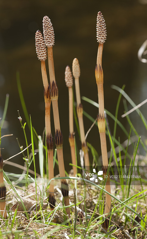 田野问荆茎和球果图片素材