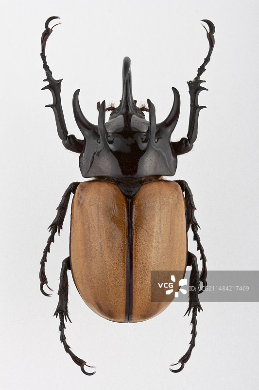 五角犀金龟图片素材