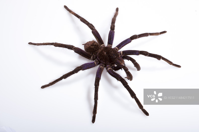 帕姆佛贝特斯属图片素材