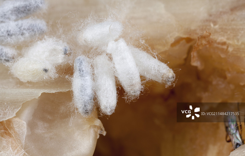 寄生蜂茧和茎螟图片素材