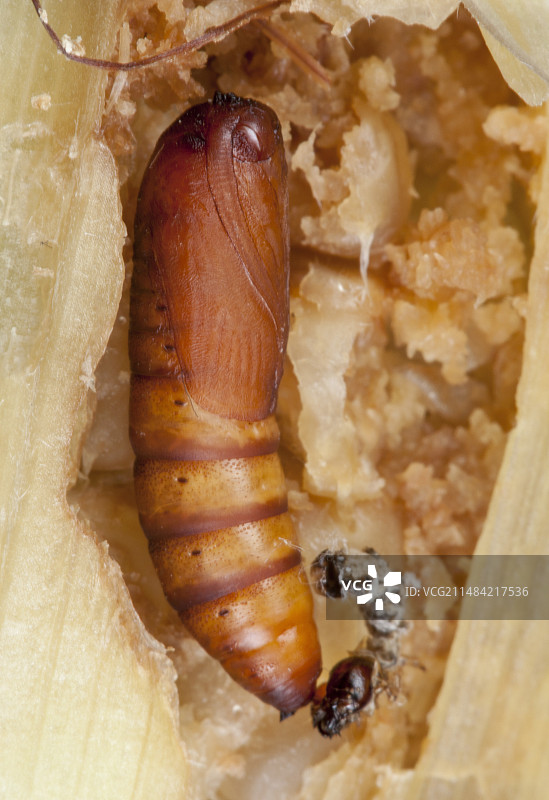 在茎螟中产卵的寄生蜂图片素材