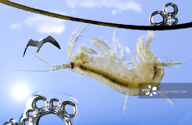 受感染的虾和海鸥捕食图片素材