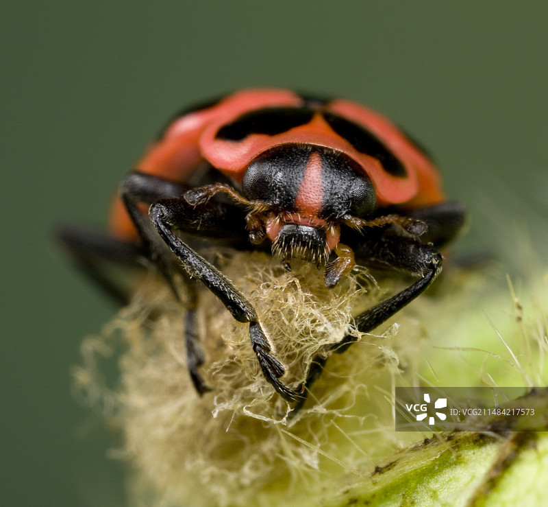 瓢虫与寄生蜂茧图片素材