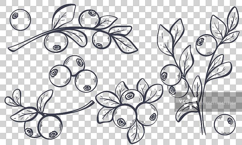 手绘野生蓝莓墨水草图图片素材