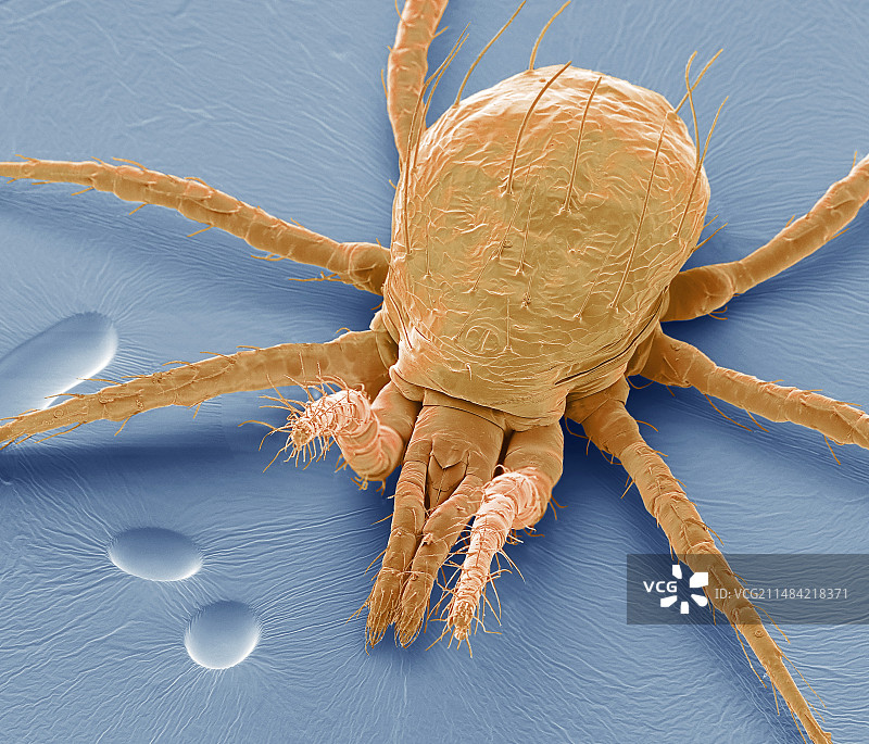 生物防治螨虫扫描电镜图图片素材