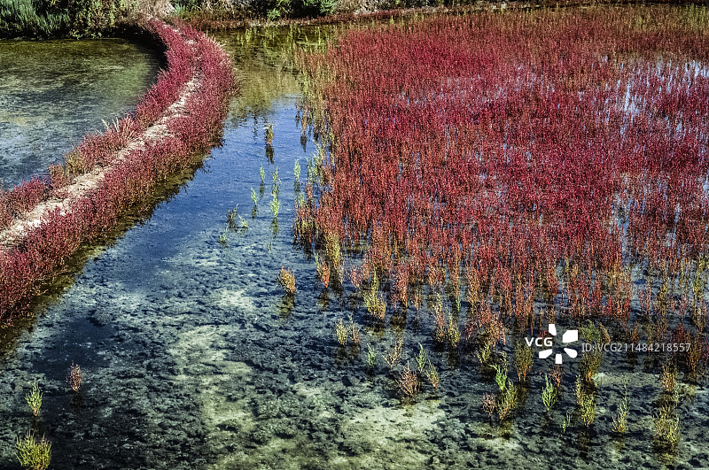 普通盐角草图片素材